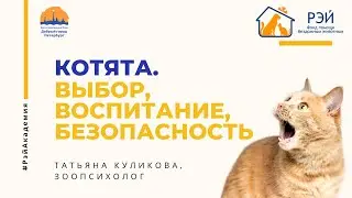 Котята. Выбор, воспитание, безопасность