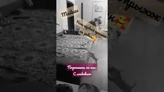 Подпишись)) Наш первый прыжок на диван))) #mila  #reels #my #new #shots