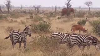 Tsavo Ost