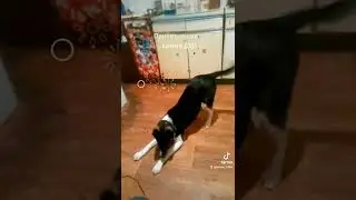 #ДикВтренде...)