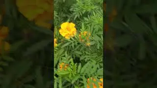 #ЦветыАбакана 2024.09.