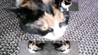 Груп(п)а крови кота льется 1один часа