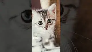 drei niedliche Katzen Fakten 