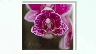 Makro  und Naturfotos