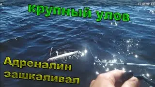Рыбалка #1 Ловля судака