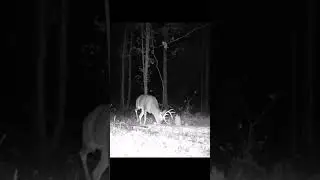 Nice Hoosier Buck 