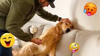 Try Not To Laugh 🤣 Most Watched Funny Dog Videos Compilation 🐶 #44