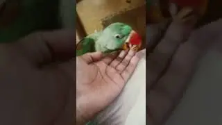 parrot is busy #parrot #birds #cute #shortsfeed #shorts
