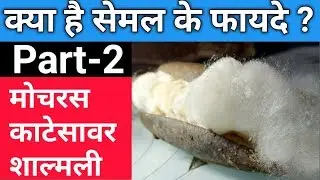 सेमल के फायदे | Bombax salmalia | Silk cotton tree | काटेसावर | शाल्मली | Part 2