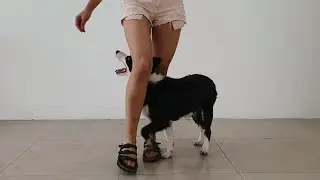 Border Collie 5 Months – 21 Basic Tricks