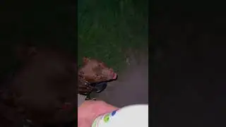 Красноокий ужас 😧 #pitbull #питбультор  #дрессировкасобаксолигорск