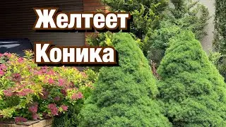 ЕЛЬ КОНИКА желтеет, осыпается.... СПАСАЕМ!