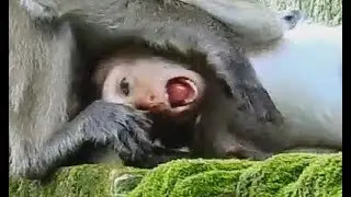 So Pity ! Baby Brutus Jr cry loudly got hurt cos bite by Joy on the rock.