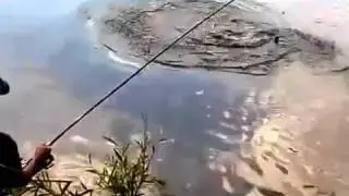 Вываживание толстолобика. Успешное вываживание толстолобика