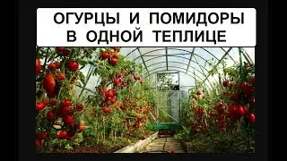 Томаты и огурцы в одной теплице