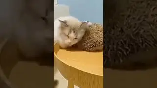 зацееите какой милашка 