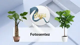 8. Sınıf Fen Bilimleri - Fotosentez 