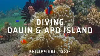 Diving Dauin & Apo Island With Atmosphere Resort | Philippines | 4K HDR | 2024