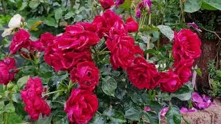 Isla™ PALACE® #исла Poulsen® #Beetrosen #isla красивая красная патио роза