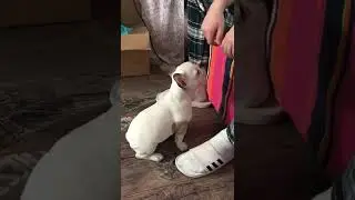 French bulldog puppy climbs on sofa | Щенок французского бульдога залезает на диван