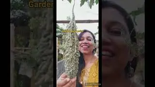 Enjoy beautiful Organic vegetable 🥒🥕 of terrace garden