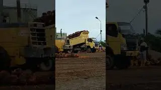 skill truck sawit hari ini #shorts