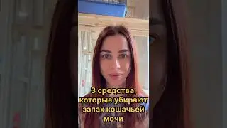 3 средства от запаха кошачьей мочи. Зоогосстица Петрозаводск
