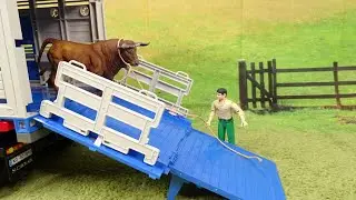 BULL RIDING/ Jaripeo/ RODEO