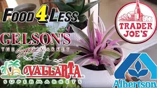 All The Houseplants Found at Grocery Stores