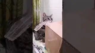 И посылки нам тоже Сэм открывает....
