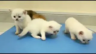 Breastfeeding and playing time | 26 days old british short hair kittens