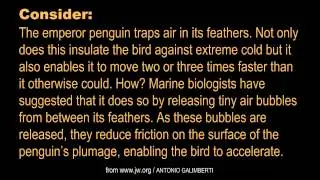 WAS IT DESIGNED? The Emperor Penguin's Feather Coat