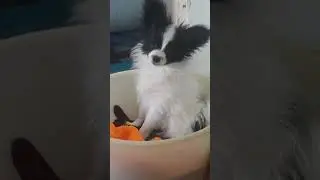 это мой пёсик Финик🐶