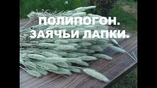 ПОЛИПОГОН! Ещё один классный злак для флористов!!!