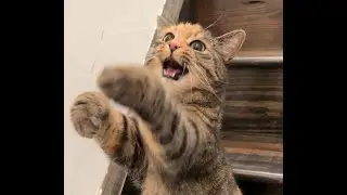 What a little stinker #viral #trending #funny #cats #cute #cat
