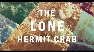 the lone hermit crab