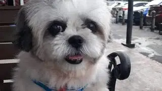 DOG WAITING FURMOMMY OUTSIDE SPA CENTER/NAINIP NA AKO