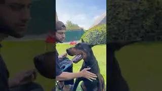 Reynmen köpek saldırısına uğradı