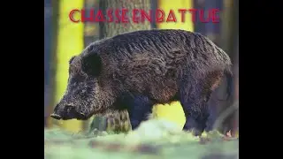 Chasse en battue , SON PREMIER SANGLIER!! nombreux tirs