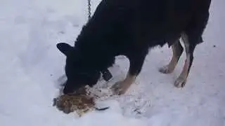 Собаки и говно...Какое вкусное говно