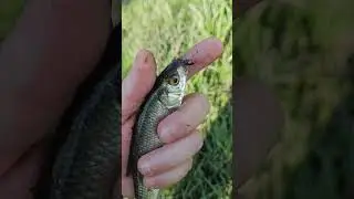 Лучшая приманка для МОРМЫШИНГА !!! Мормышинг !!! WhiteBait !!!