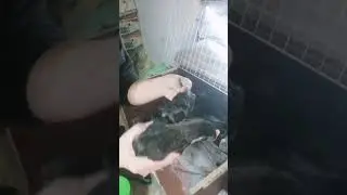 Незабудьте сделать это для курей./Попоны легли идеально./Будем рости и ростить вместе.