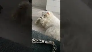 Самоед потому что сам себя ест 🤣 