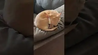 Cute Chihuahua Wrapped like Crossiant