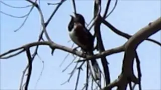 Spotted Towhee trilled 