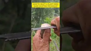 How to graft a plant using bark grafting Technique || Bark grafting #grafting #shorts