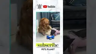 Smart Dog Funny Situations #petdogs Funny Dog Video #funnydogvideos #petsforlife