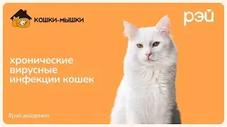 Chronic Viral Infections in Cats