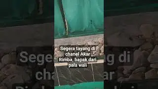 Benarkan beliau bapak dari para walisongo #kerajaannusantara #situscagarbudaya #sejarah #bogor