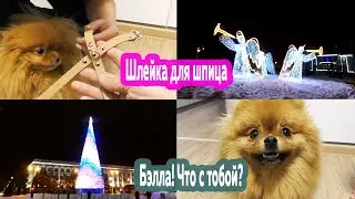 HARNESS for the dog Arkon! The Pomeranians ARE SICK! What about the Kemerovo Christmas tree 2021?